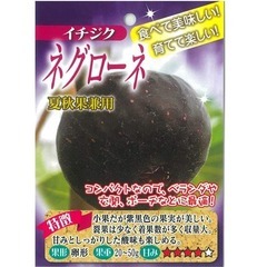 イチジク苗【ネグローネ】8号スリットポット付き│実在するイチジクの中で最も甘く、しっかりとした酸味が感じられ、非常に存在感のあるフルーティーな魅力のある品種です。の画像