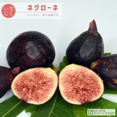 イチジク苗【ネグローネ】8号スリットポット付き│実在するイチジクの中で最も甘く、しっかりとした酸味が感じられ、非常に存在感のあるフルーティーな魅力のある品種です。の画像