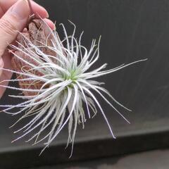 ティランジア テクトラムの画像