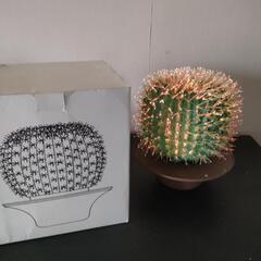 綺麗なサボテンの画像