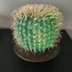 綺麗なサボテンの画像