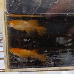 天翔メダカ　卵10個の画像