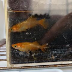 天翔メダカ　卵10個の画像