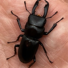 【8/10,11限定】カブトムシ、クワガタムシの画像