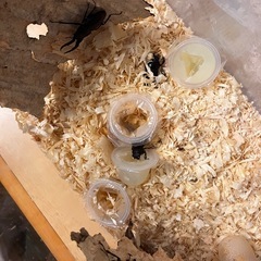 【8/10,11限定】カブトムシ、クワガタムシの画像