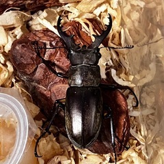 【8/10,11限定】カブトムシ、クワガタムシの画像