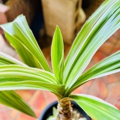 🌿観葉植物 斑入りハマユウ （浜木綿）🌿の画像