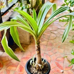 🌿観葉植物 斑入りハマユウ （浜木綿）🌿の画像