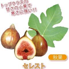 イチジク苗【セレスト】8号スリットポット付き│味は糖度18度と高く、ねっとりとした濃厚な食感でとても美味しいです。桃フレーバーと感じる日本人も多いです。の画像