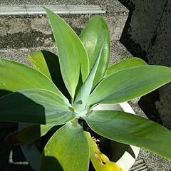 アガベ アテナータの画像
