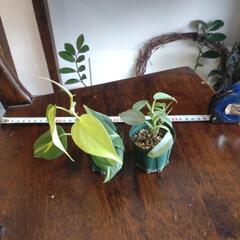 観葉植物（フィロデンドロン）2種の画像
