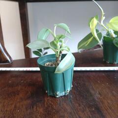観葉植物（フィロデンドロン）2種の画像