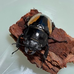ブルマイスターツヤクワガタ︎︎ ♀の画像