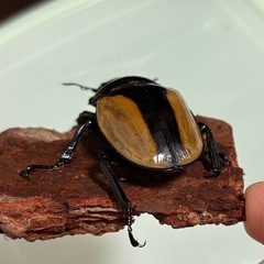 ブルマイスターツヤクワガタ︎︎ ♀の画像