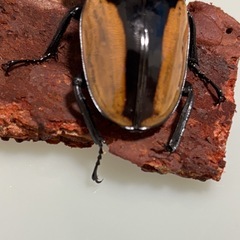 ブルマイスターツヤクワガタ︎︎ ♀の画像