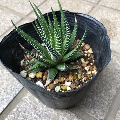 多肉植物🌿十二の巻(じゅうにのまき)②の画像