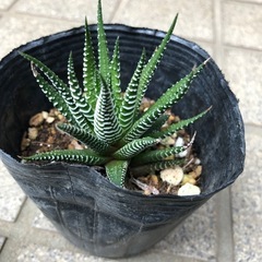 多肉植物🌿十二の巻(じゅうにのまき)②の画像