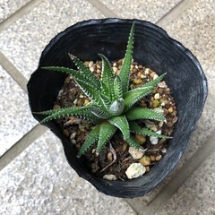 多肉植物🌿十二の巻(じゅうにのまき)②の画像