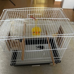鳥籠　新品　文鳥サイズの画像