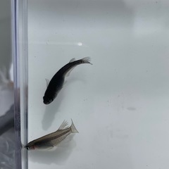 【メダカ屋のんの】オロチメダカ1ペアの画像