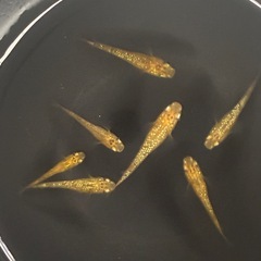 黄色ラメメダカ　1匹100円の画像