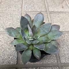 多肉植物🌿銀明色(ぎんめいしょく)の画像