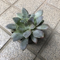 多肉植物🌿銀明色(ぎんめいしょく)の画像