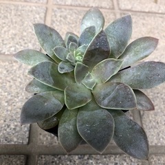 多肉植物🌿銀明色(ぎんめいしょく)の画像