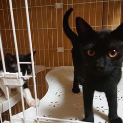 5カ月　兄弟猫