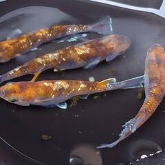 めだか　ｽｰﾊﾟｰ銀鱗【現物】の画像