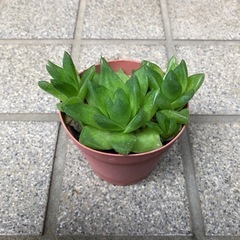 多肉植物🌿ダルマ宝草＊ハオルチアの画像