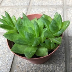 多肉植物🌿ダルマ宝草＊ハオルチアの画像