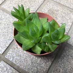 多肉植物🌿ダルマ宝草＊ハオルチアの画像