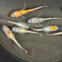 メダカ ミックス　20匹の画像