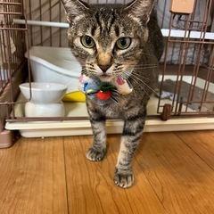 のんびり暮らしたい❤️とっても大人しいりんちゃん😸