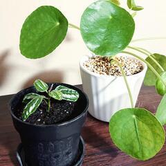 🌳無料 観葉植物🌳ピレア ペペロミオイデス カディエレイ 2点セットの画像