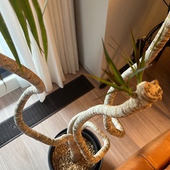ドラセナ　龍　8号の画像