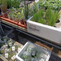 🌻🌈湿生・水生植物、水草チャリティー販売（🍀福祉活動に役立…