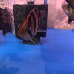 熱帯魚ダトニオの画像