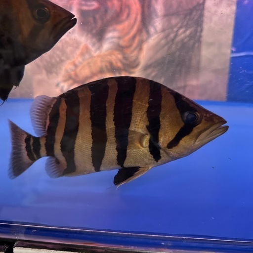 熱帯魚ダトニオ