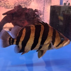 熱帯魚ダトニオの画像