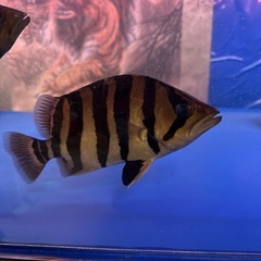熱帯魚ダトニオの画像
