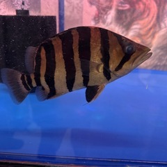熱帯魚ダトニオの画像