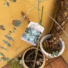 オリーブ植木&ユーカリ植木セットの画像