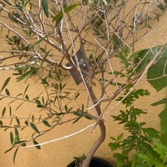 オリーブ植木&ユーカリ植木セットの画像