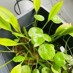 水生植物、ウォーターコインとナガバオモダカ＋メダカの針子付きの画像