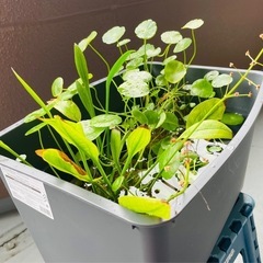 水生植物、ウォーターコインとナガバオモダカ＋メダカの針子付きの画像