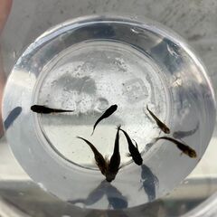 メダカ　五式タイプRの画像