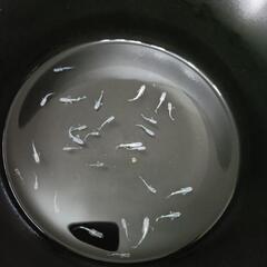 （決まりました😊）【メダカ】グラディオ 25匹＋α 稚魚～幼魚の画像