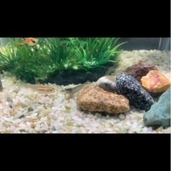 水槽用の砂利の画像